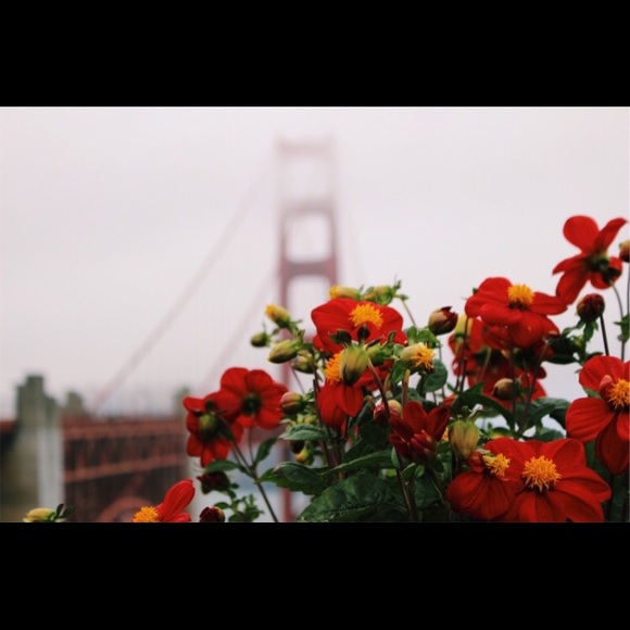 Meet your Posher, Anaya - Picture 1 of 1